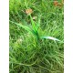 Artificial sprig of grass cache with RITR log